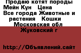 Продаю котят породы Мейн Кун › Цена ­ 12 000 - Все города Животные и растения » Кошки   . Московская обл.,Жуковский г.